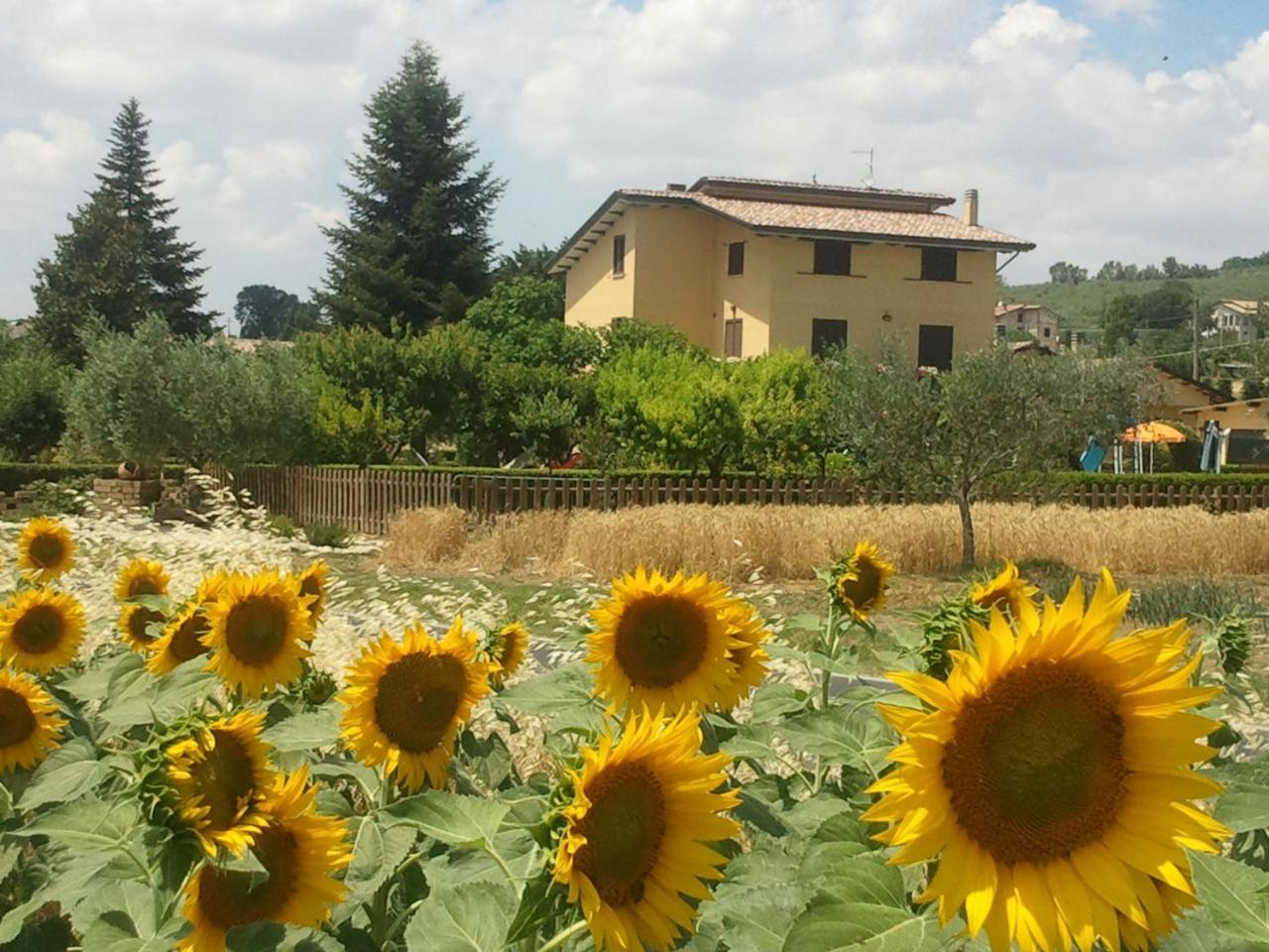 Agriturismo Il Girasole Асизи Екстериор снимка